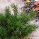 Artificial Mountain Spruce Branch 52.5cm 12 tips -  X22012 BAY2D