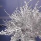 Glitter Metallic Christmas Conifer Silver 32cm - X22057