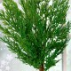 Real Touch Cedar Pine Stem 61cm - X25047 Real Touch Cedar Pine Stem 61cm - X25047