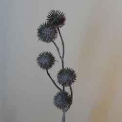 Frosted Artificial Globe Thistle Brown 53cm - X21037