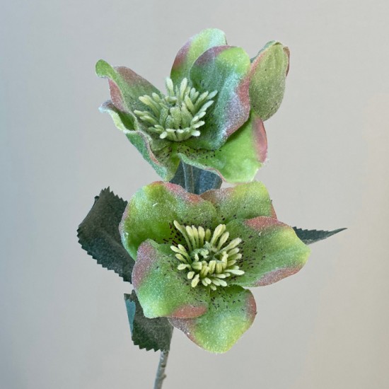 Frosted Hellebores Stem Green 34cm  - X24037