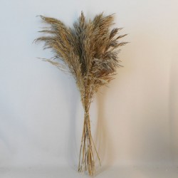 Dried Andre Kise Grass - DRI031 II3