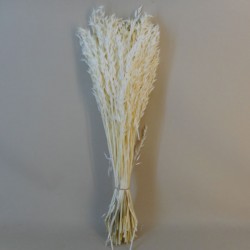 Dried Avena Oats Bleached - DRI023A