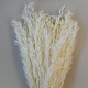 Dried Avena Oats Bleached - DRI023