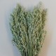 Dried Avena Oats Natural - DRI023 HH3