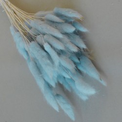 Dried Bunny Tails Powder Blue - DRI017 HH2