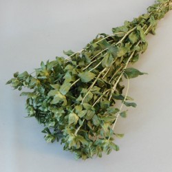 Dried Carthamus Natural Green - DRI029 GG3