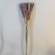 Dried Cortaderia Natural 75cm - DRI028 HH2