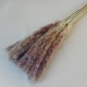 Dried Cortaderia Natural 75cm - DRI028 HH2