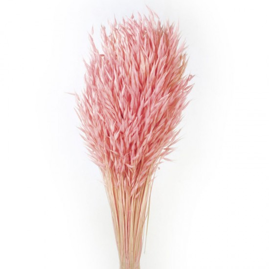 Dried Avena Oats Pink - DRI030 BAY4A