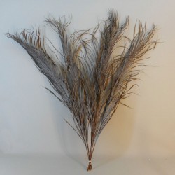 Dried Kentia Palm Leaves - DRI004 HH4