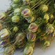 Mixed Dried Flowers Bouquet Green - DRI016