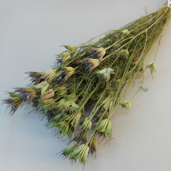 Dried Nigella Orientalis - DRI011 HH3
