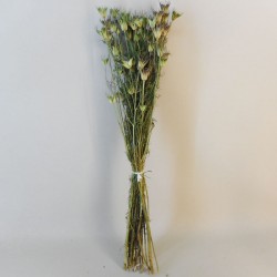 Dried Nigella Orientalis - DRI011 II1