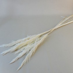 Dried Pampas Grass Bleached 75cm - DRI022 HH2