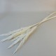 Dried Pampas Grass Bleached 75cm - DRI022 HH2