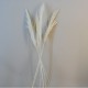 Dried Pampas Grass Bleached 75cm - DRI022 HH2