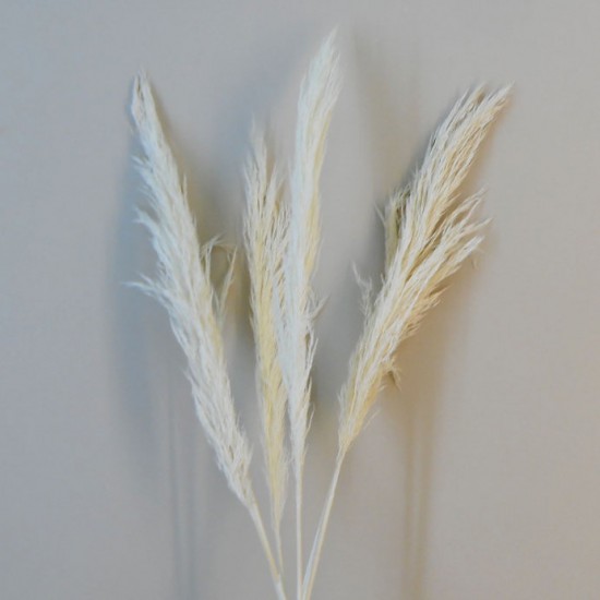 Dried Pampas Grass Bleached 75cm - DRI022 HH2