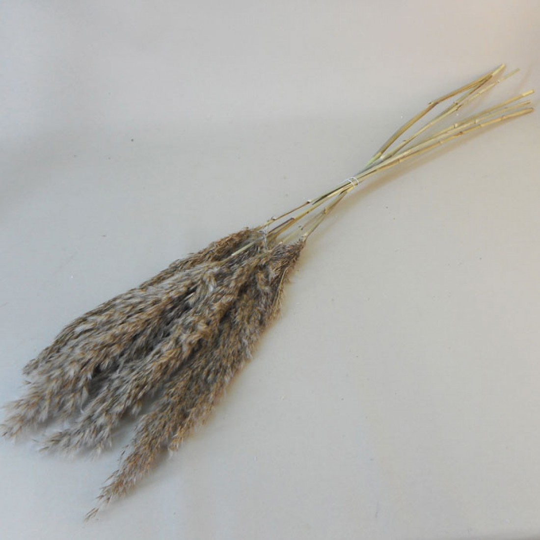 Dried Pampas Grass Natural | Dried and Preserved Flowers and Foliage