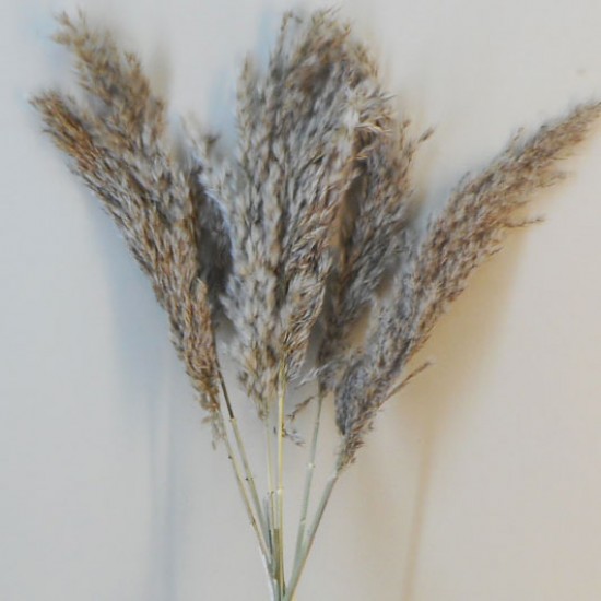 Dried Pampas Grass Natural - DRI019 HH2