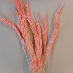 Dried Pampas Grass Pink 75cm - DRI018 HH2