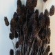 Dried Phalaris Brown - DRI007 HH3