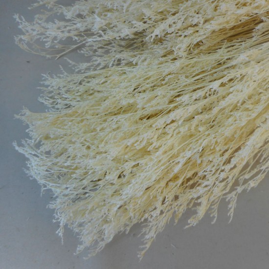 Dried Statice Dumosa Bleached 75cm - DRI021 II3