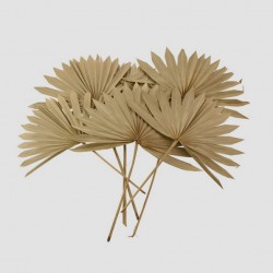 Dried Sun Palm Leaves 6 Pack - DRI025 GG4