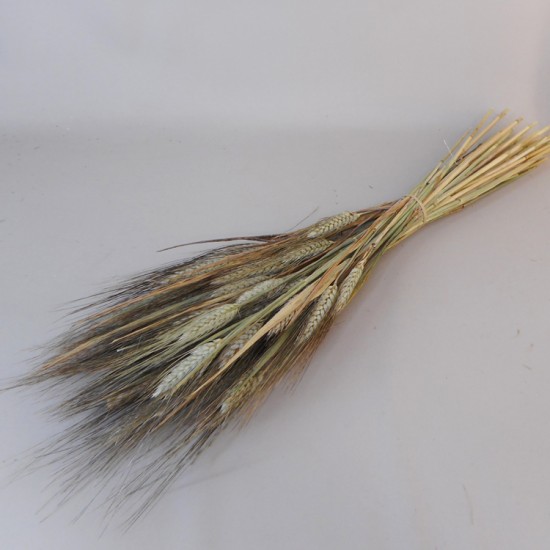 Dried Triticum Natural Bearded Wheat - DRI009 HH2