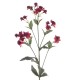 Eco Artificial Astrantia Burgundy 77cm - A084 Q2