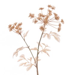 Eco Artificial Queen Anne's Lace Cappuccino 74cm - Q006 LL1