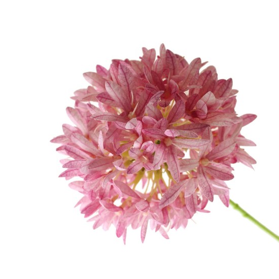 Eco Large Artificial Star of Persia Allium Pink 75cm - A133 K1