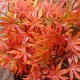Artificial Japanese Maple Leaves Branch Autumn 100cm - MAP025 DD3