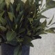 Faux Bay Leaves Plant 53cm - ROS002 U1