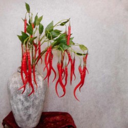 Artificial Chillies on Long Stem Red - CHI003 KK2