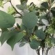 Rydal Artificial Eucalyptus with Seeds 83cm - EUC004 