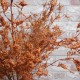 Artificial Limonium Orange 110cm - L010 I1