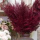 Artificial Pampas Grass Burgundy Red 70cm - PAM011 II3