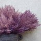 Artificial Pampas Grass Pick x 6 Mauve Purple 37cm - PAM027 L3