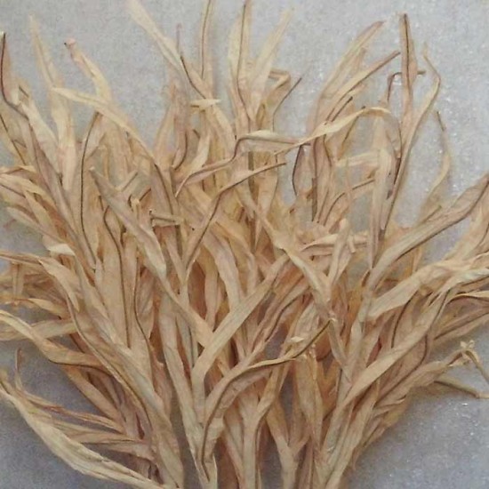 Faux Dried Artificial Reeds Spray Cream 104cm - GRA016 KK3
