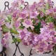 Artificial Astrantia Pink Purple Flowers 65cm - A104 A3