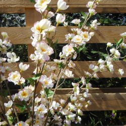 Artificial Apple Blossom XL Pale Pink 120cm - C107 