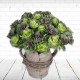 Faux Ornamental Cabbage Round Rose 40cm - C201 C4