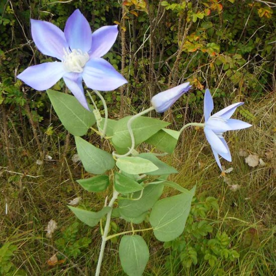 Clematis Lavender 3 Flowers 70cm - C028 D2