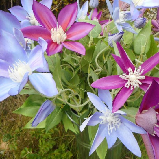 Clematis Lavender 3 Flowers 70cm - C028 D2