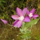 Clematis Purple 3 Flowers 70cm - C090 B4