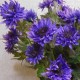 Artificial Silk Cornflowers Large Purple 65cm - C117 B1