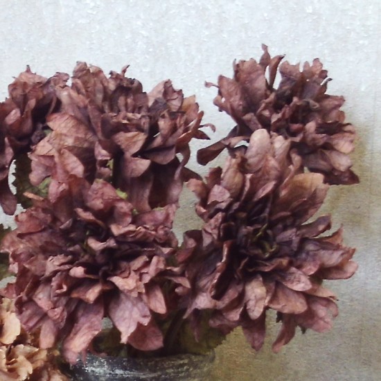 Antique Dahlia Aubergine 65cm | Faux Dried Flowers - D182 BX18