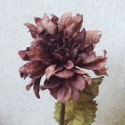 Antique Dahlia Aubergine 65cm | Faux Dried Flowers - D182 D1