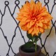 Artificial Dahlia Orange 65cm - D190 C1